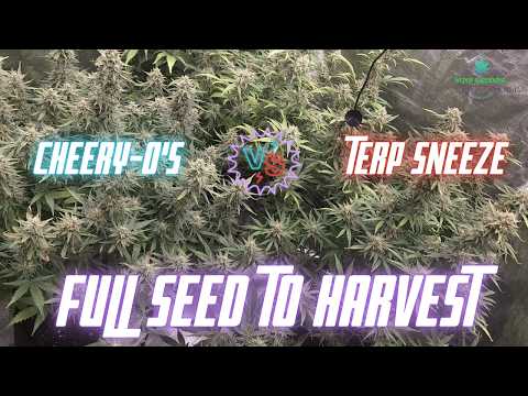 💥 Speed Run Genetics GROW-OFF! Cheery-O’s vs. Terp Sneeze | Full Seed to Harvest!