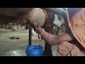 Women Cow Milking By Hand