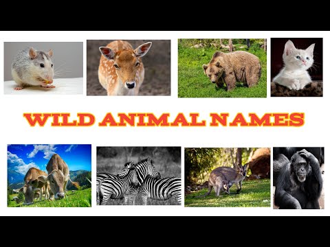 Wild Animal Names || जंगली जानवरो का नाम ।।Wild Animal Names in Hindi and English