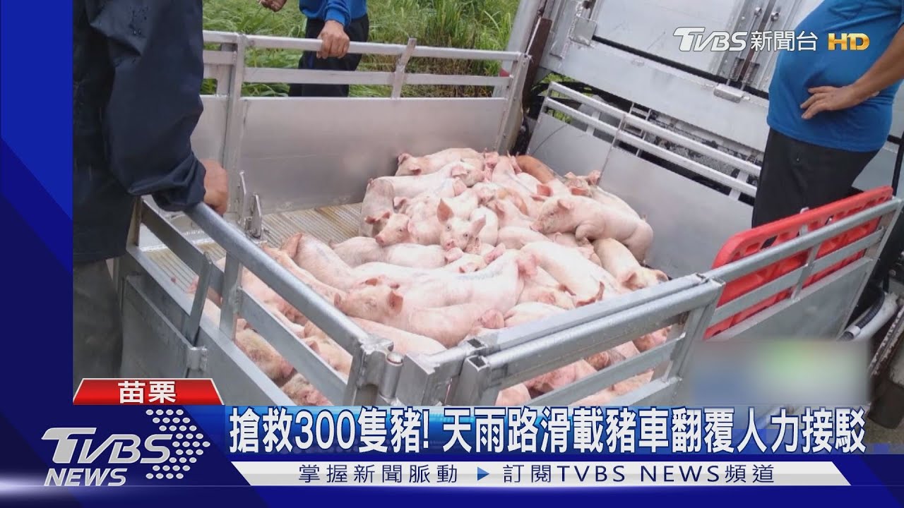 搶救300隻豬! 天雨路滑載豬車翻覆人力接駁