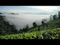 Ividuthe Kattanu Kattu Whats App Status Idukki Song Bgm