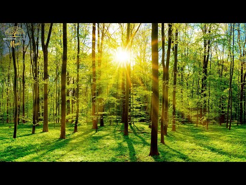 Entspannungsmusik Klavier, Natur, Waldgeräusche, Vögel - Musik zum Entspannen