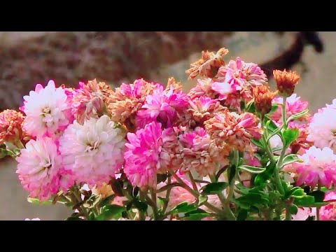 Beautiful flowers/ indian natural flowers/ the most flowers
