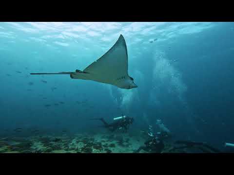 Gopro 11 4K Maldives snorkling & diving 2023