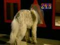 BANZAI The Stupid Dog Sausage Challenge