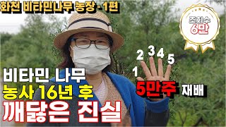 2006년 비타민나무 5만주 수입, 재배기간 16년 귀농 작물 선택전 꼭! 시청하세요.