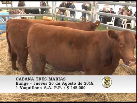 20-08-15 Venta de Vaquillonas P.P. - Cabaña Tres Marias - Bunge.