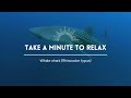 Take a Minute XXXIX: Whale shark (Rhincodon typus)