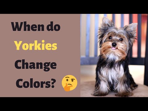 Why and when Do Yorkies change colors? | Yorkie Color and Coat |