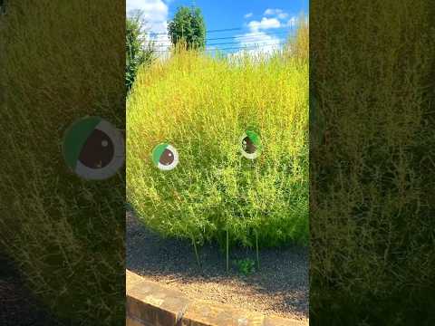 ラベンダーのメンテナンス: 芳香植物の世話をするために採用すべき重要な行動  庭園