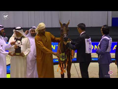 N 99 D SHAHEER   Dubai Arabian Horse Show 2020   Yearling Colts championship Class 18