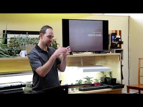 Regular vs Feminized Seeds