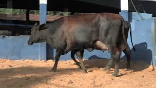 Vídeo 17 - 1ª ETAPA MEGA LIQUIDAÇÃO TOTAL AGROPECUÁRIA MARAJOARA - DIA 4 | GADO GIROLANDO E HOLANDÊS