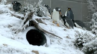Walk Like a Penguin