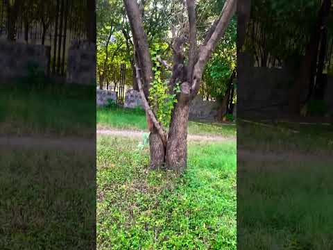 What is this 🌿🌼🌿 #nature #vibes #peace #suddenimpact #asmrsounds #flowers  #fy