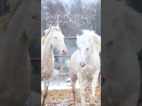 A Gentle Song to Relieve Stress "On Christmas Eve"Sofia Kutsenko #meditativemusic #relaxing