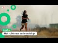 Hoe is het als een bosbrand vlakbij je huis komt?