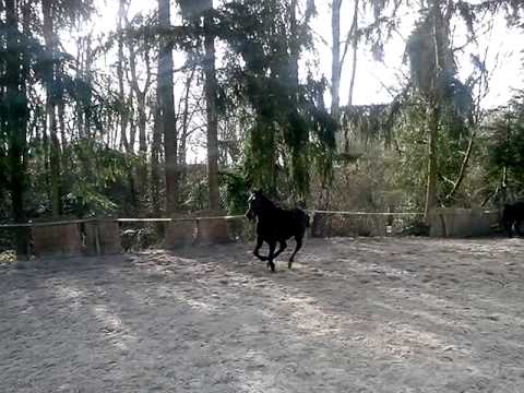 Black Angel von der Ranch 3