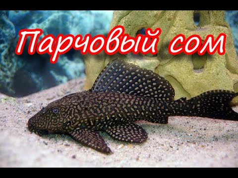 Парчовый сом Птеригоплихт/уход/содержание/
