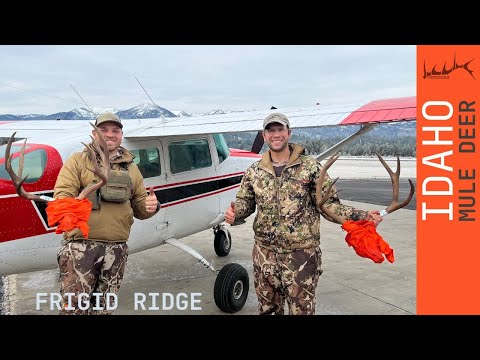 Frigid Ridge | Idaho High Country Mule Deer