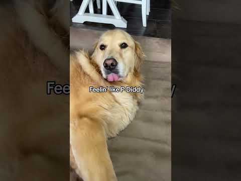 Feelin like P Diddy #wakeupinthemorning #kesha #funnydog #pdiddy #voiceover #viral #shorts #fyp #dog