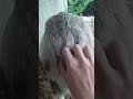 "Butt Scratch" 😍😍😍 #farmanimals #goatfarming #goats #goatfamla