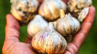 Garlic Removes Mosquitoes Naturally- Simple Remedy To Make Your Home Pest Free