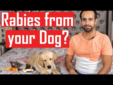 Can I Get Rabies if My Dog Bites Me? How to Treat ... - YouTube