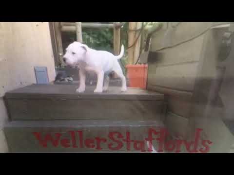 HandsomeEnglishStaffyBuzz