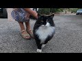 Beautiful Tuxedo Cat Is Unbelievable Cute And Loving