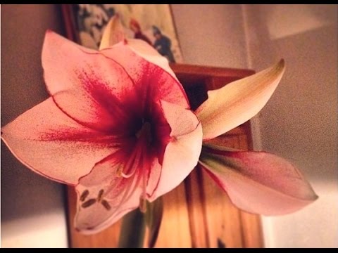 Driva upp och odla Amaryllis -spara löken och driv upp om och om igen!