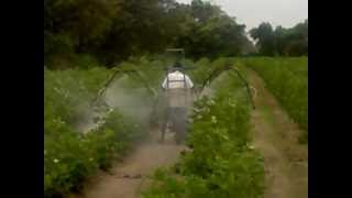 how to spray pesticide on cotton trees