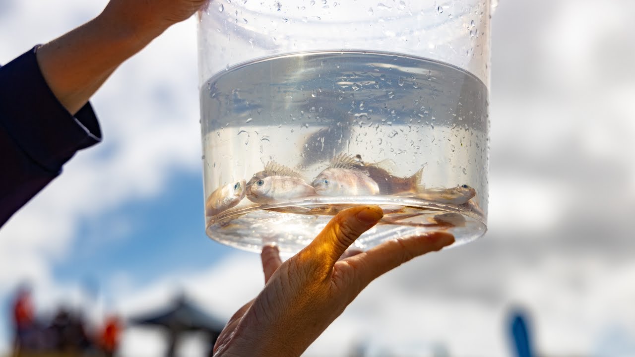 Snapper Guardians 2026: WA Community Releases Healthy Pink Snapper into Cockburn Sound