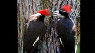 preview picture of video 'IVORY BILLED WOODPECKER IN WEKIVA STATE PARK'
