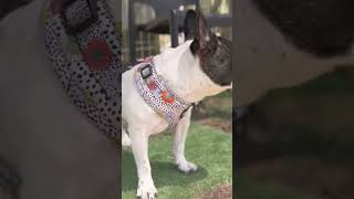 ドッグランを満喫してます😄　"They are enjoying the dog run to the fullest"