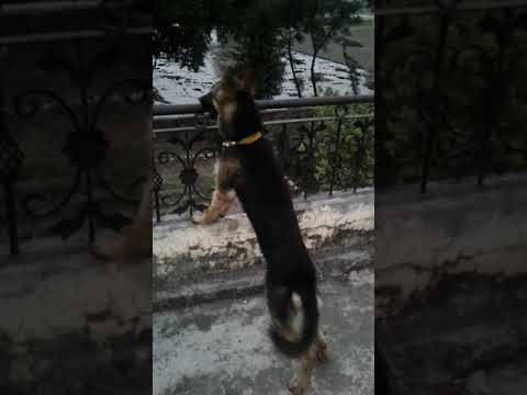 Pure german shepherd dog breed