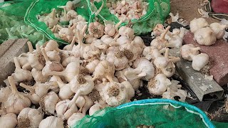 코끼리마늘 아시나요?? 저는 계속 심어 보겠습니다.