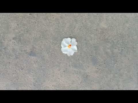 sheuli flower on th street..