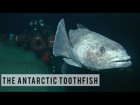 Antarctic Toothfish