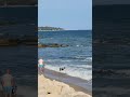 Varna,Bulgaria ,August 2024 dogs playing#resort#varna#beachvibes