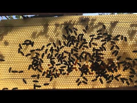 , title : 'تنظيم خليه النحل الان فصل الخريف'