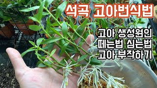 석곡 고아번식법, 고아 생성원인, 고아 떼는법, 고아 심는법, 고아 부작하기!! 석곡 고아가 무엇인가요??