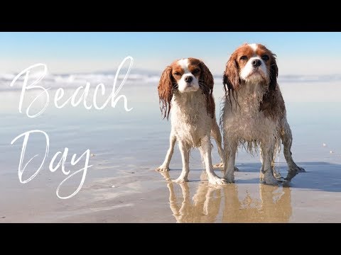 download lagu mp3 mp4 Bringing Your Dog To The Beach, download lagu Bringing Your Dog To The Beach gratis, unduh video klip Bringing Your Dog To The Beach