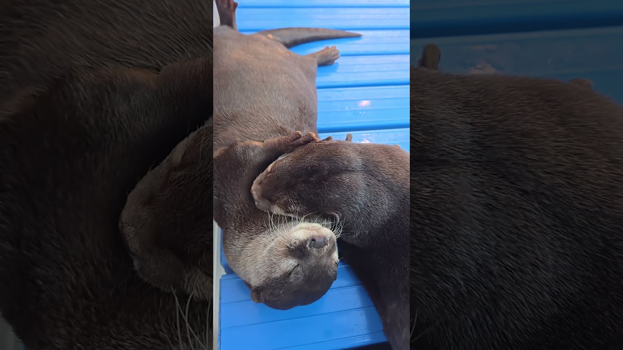 仲良しなカワウソガールズ🥰🥰🥰#カワウソ #otter #otters