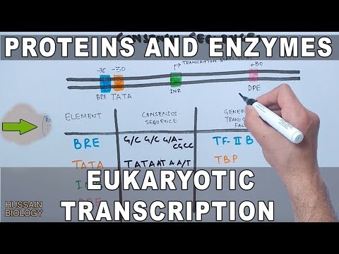 Proteins and Enzymes in Eukaryotic Transcription