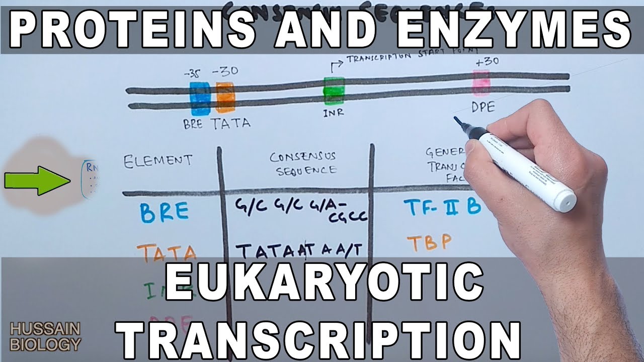 Proteins and Enzymes in Eukaryotic Transcription