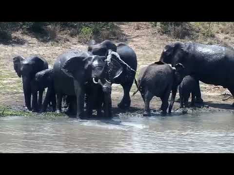 Djuma: Elephants and then Warthogs - 11:52 - 10/05/2022