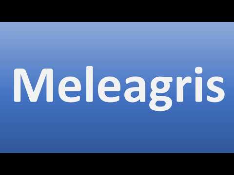 How to Pronounce Meleagris