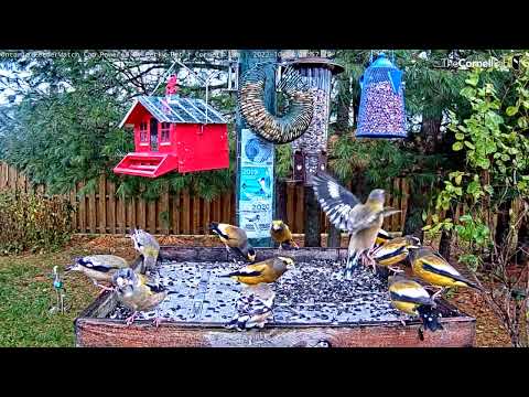 Giant Flock Of Evening Grosbeaks Descend On Feeders In Ontario – Oct. 24, 2022