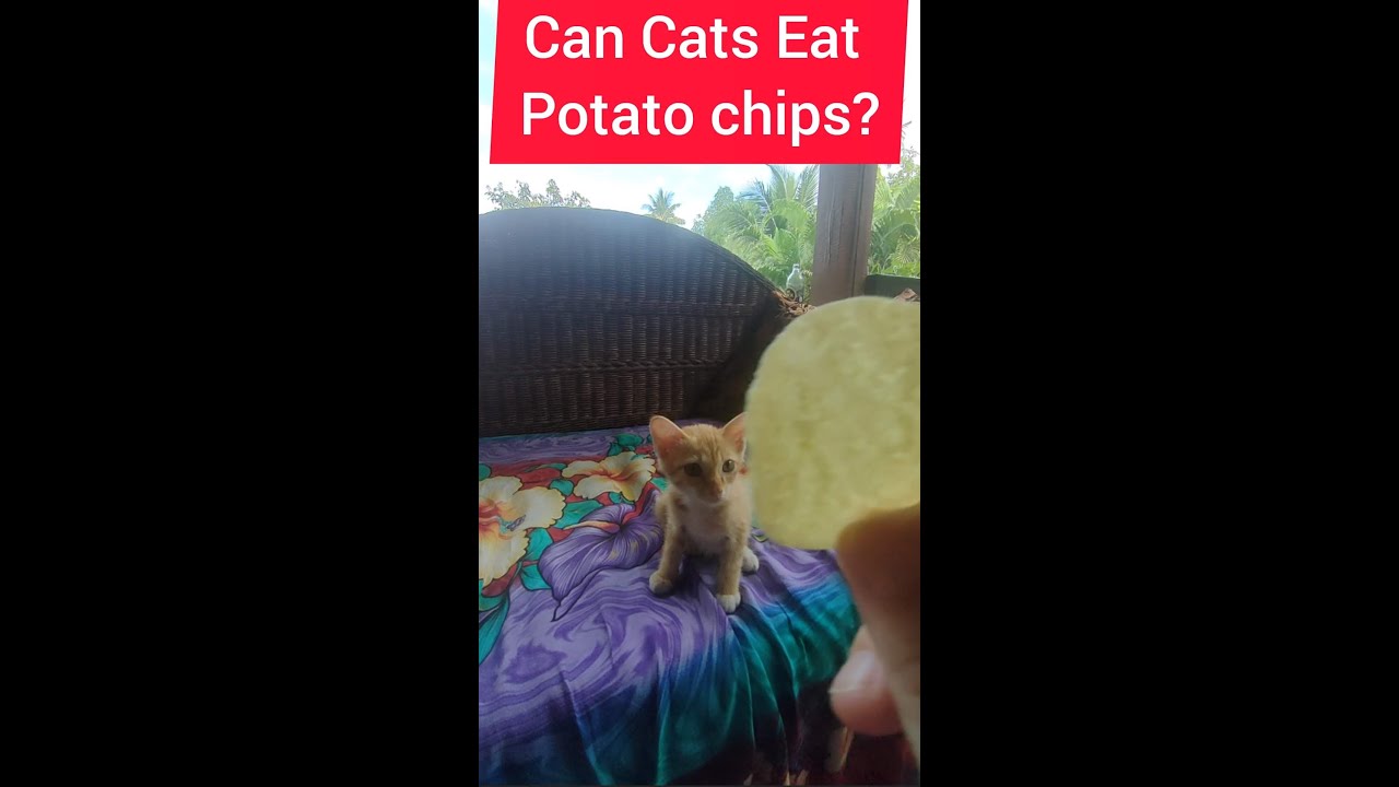 Can Cats Eat Potato Chips Is It Safe or Bad For Them (Watch Before You Give To Your Kitty)